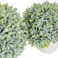 thumbnail image 3 of Raz Imports Homestead 6.25-inch Potted Boxwood, Set of 2, 3 of 3