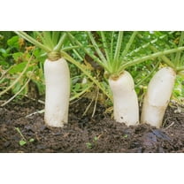 Bulk Daikon Radish Seeds for Food Plot or Cover Crop - Chinese, Japanese, or Oriental Radish - Easy to Grow (5 Pounds)