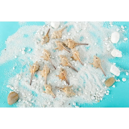 Murex Shell - 5Pcs Murex Trapa Seashells Craft Seashells Beach Decor Craft Shells Seashells Centerpiece Craft Supplies Nautical Theme
