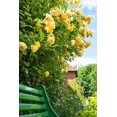 5 YELLOW CLIMBING ROSE Rosa Bush Vine Climber Fragrant Butterfly Flower