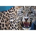 thumbnail image 1 of Diamond Painting (DE5251) 5D DIY Leopard Rhinestone Square Wall Kit Art 20X30cm FLhrweasw Nuevo, 1 of 1
