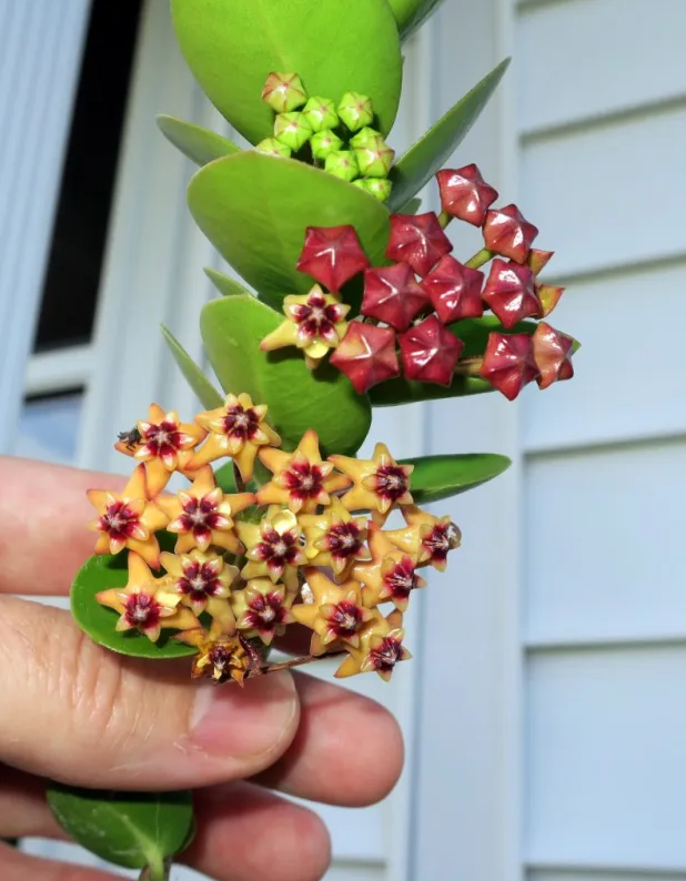 Hoya Cunninghamia Rooted Cuttings Plant Live Indoor Outdoor, Fully Rooted Live Plant