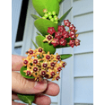 thumbnail image 5 of Hoya Cunninghamia Rooted Cuttings Plant Live Indoor Outdoor, Fully Rooted Live Plant, 5 of 7