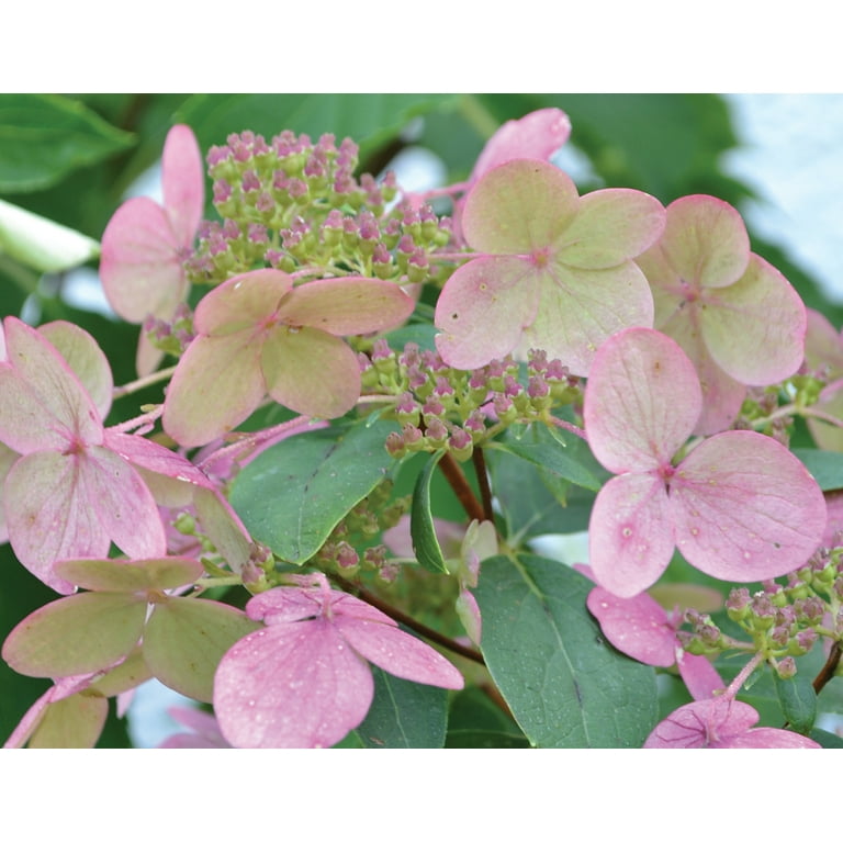 Expert Gardener 3.25G Hydrangea Fire And Ice Live Plants Full Sun