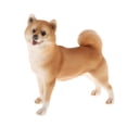 thumbnail image 1 of de modelo de animales de simulación, juguete educativo para niños, decoración , de , adornos para tartas , Amarillo Shiba Inu 11x3.7x9.8cm, 1 of 7