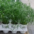 thumbnail image 5 of Baby Tut' Dwarf Egyptian Papyrus Grass- Beautiful Water and Container Plant for Moist Environments 4.5" Pot (Pack of 6), 5 of 18