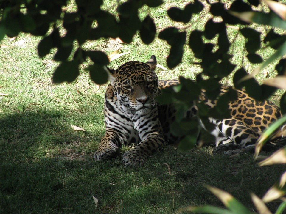 Tigre Nature Wildlife Africa Wild  Animals  Safari 20 Inch 