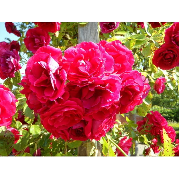 Garden Roses Flowers Rose Trellis Climbing Roses Inch By 30 Inch Laminated Poster With Bright Colors And Vivid Imagery Fits Perfectly In Many Attractive Frames Walmart Com Walmart Com