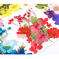 thumbnail image 3 of Natural Real Dried Flower Plants For Candle Epoxy Resin Jewelry Making Craft DIY, 3 of 8