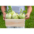 thumbnail image 3 of 2000 Seeds WHITE VIENNA KOHLRABI German Turnip / Turnip Cabbage Brassica Oleracea Root & Leaf Vegetable Seeds, 3 of 7