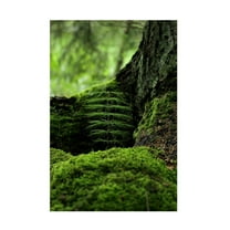 Ville Eklind 'Ever Green' Canvas Art