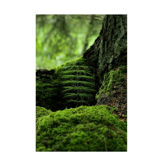 Ville Eklind 'Ever Green' Canvas Art