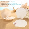 thumbnail image 5 of 1-12 PCS Natural Sea Shell Large White, 6-16cm Scallop Shells for DIY Craft, Serving Food, Baking and More, 5 of 6