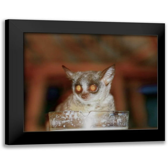 Underdahl, Dana 14x12 Black Modern Framed Museum Art Print Titled - Bushbaby II