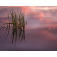 thumbnail image 2 of Jaynes Gallery 32x26 Black Ornate Wood Framed with Double Matting Museum Art Print Titled - New Jersey-Pine Barrens Sunset on lake reeds, 2 of 4