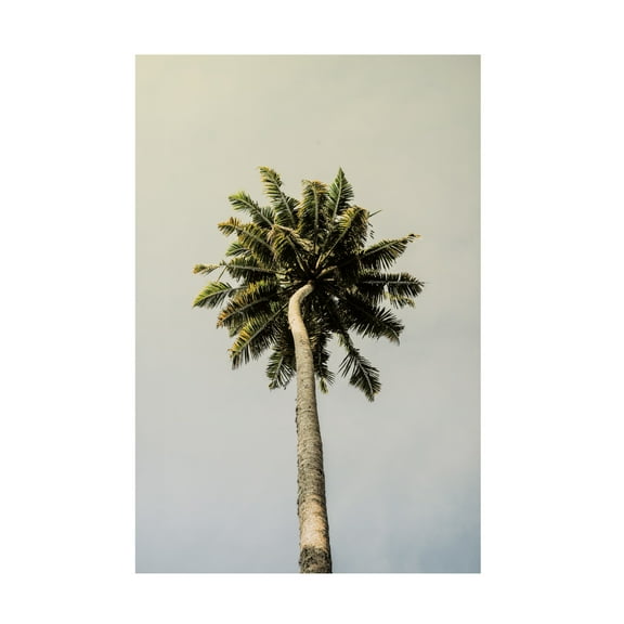 Trademark Fine Art Shot by Clint King Palm Canvas Wall Art
