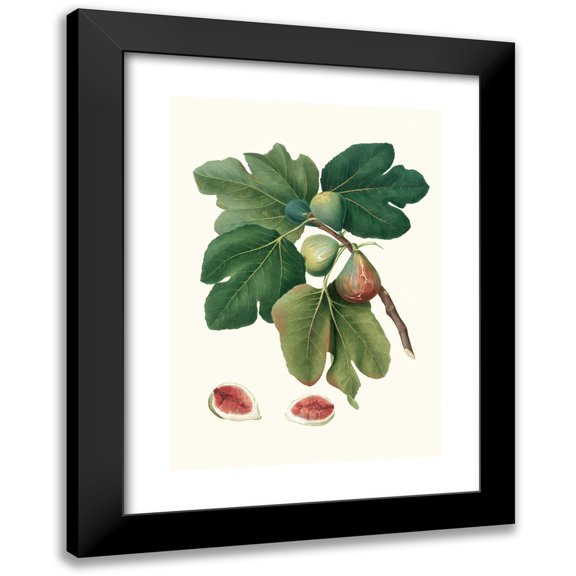 Giorgio Gallesio 11x14 Black Modern Framed Museum Art Print Titled - Fico Rubado. (Ficus Carica Sativa; Common Fig) (1817-1839)