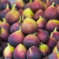thumbnail image 5 of Brighter Blooms - Chicago Hardy Fig Tree, 2 Gal. - No Shipping To AK, AZ, HI, OR, 5 of 6