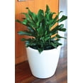 thumbnail image 3 of Maceta Autorregable Smart Garden  AQ4338 Blanco Mate, 3 of 3