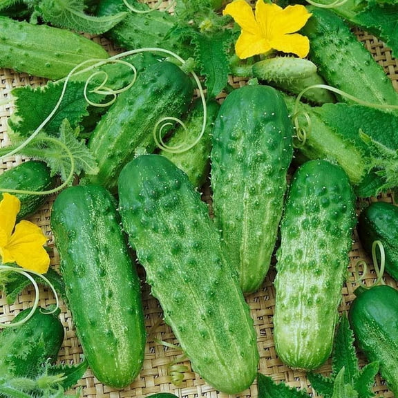 Parisian Gherkin Cucumber Seeds - 50 Seeds