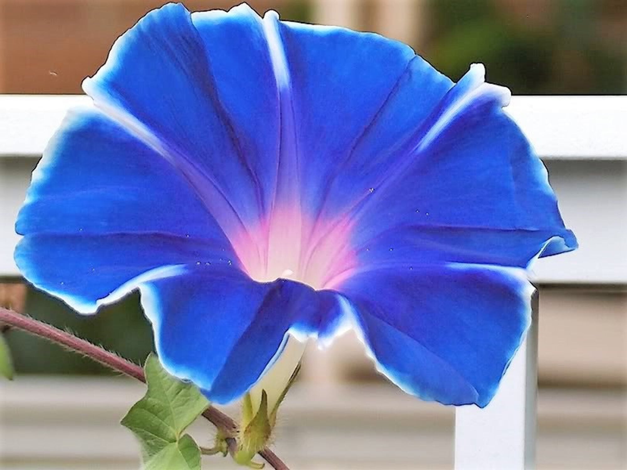 50 Mixed JAPANESE MORNING GLORY Ipomoea Nil Flower Vine Color Mix
