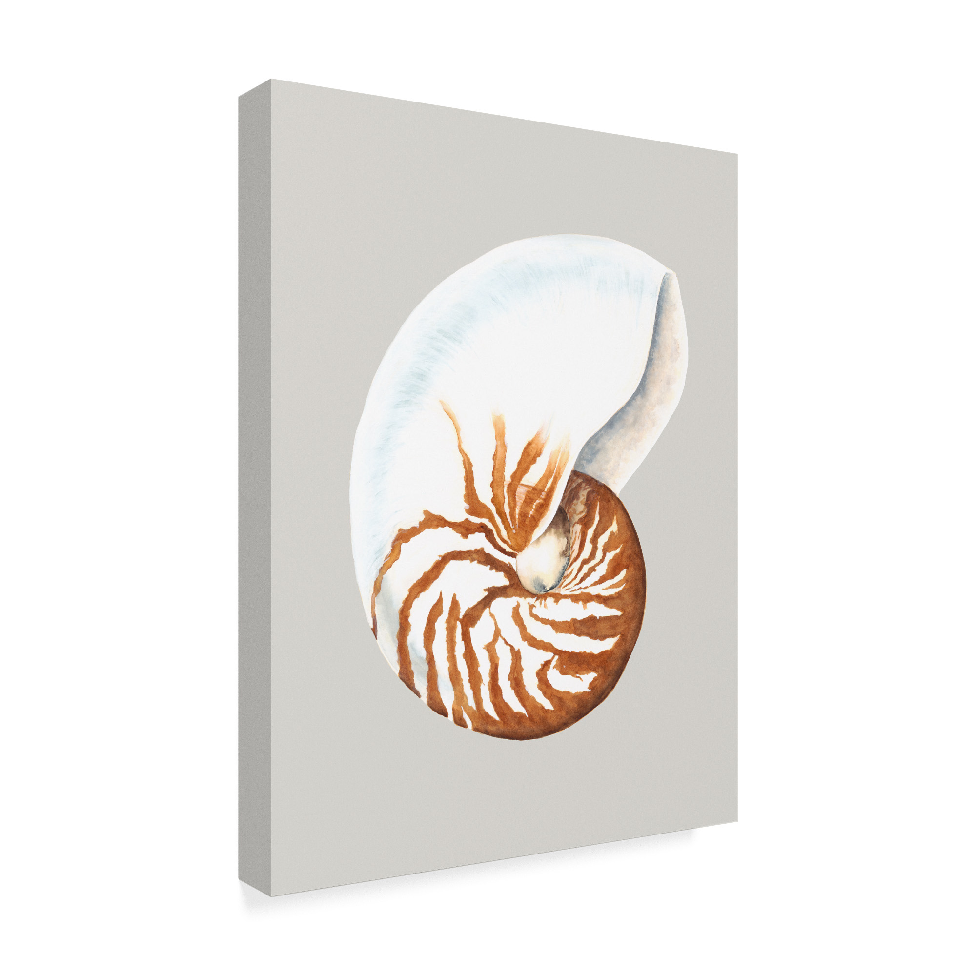 Trademark Fine Art 'Nautilus' Canvas Art by Michael Willett