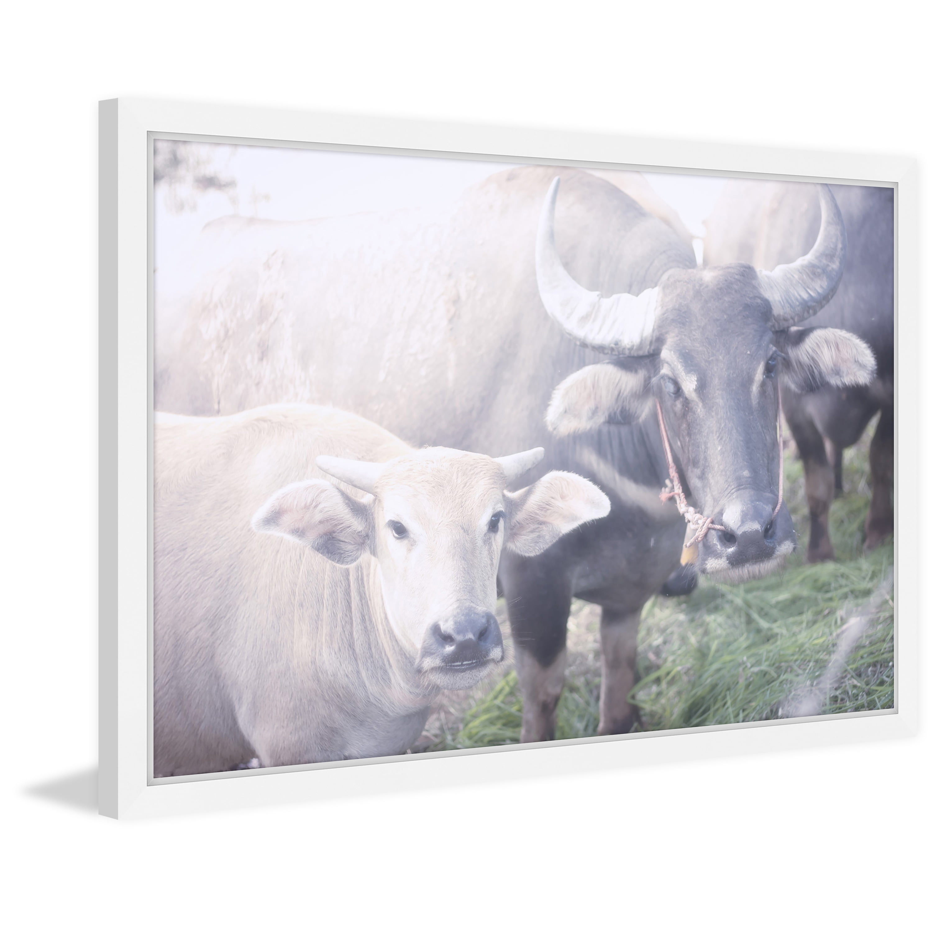 Marmont Hill "Curious Bovines" Framed Painting Print