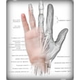 thumbnail image 3 of CafePress - Visible Hand With Anatomy Mugs - 15 oz Ceramic Large White Novelty Mug, 3 of 4