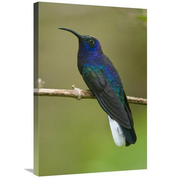 20 x 30 in. Violet Sabre-Wing Hummingbird, Costa Rica Art Print - Steve Gettle