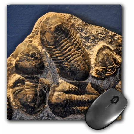3dRose Phacopidae trilobites from the devonic in Morrocco, Mouse Pad, 8 by 8 inches