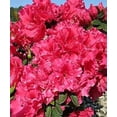 thumbnail image 5 of Red Ruffle Azalea  10 Live Seedlings  Rhododendron 'Red Ruffle'  Perfect for Colorful Vibrant Gardens  Hardy & Easy to Grow, 5 of 9