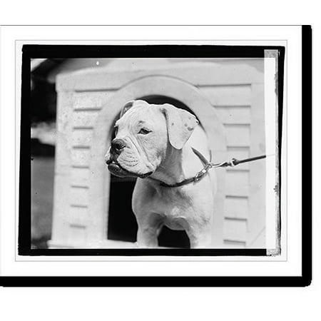 Historic Print, Mrs. Harding's dog O'Boy, 8/11/21, 18" x 24"