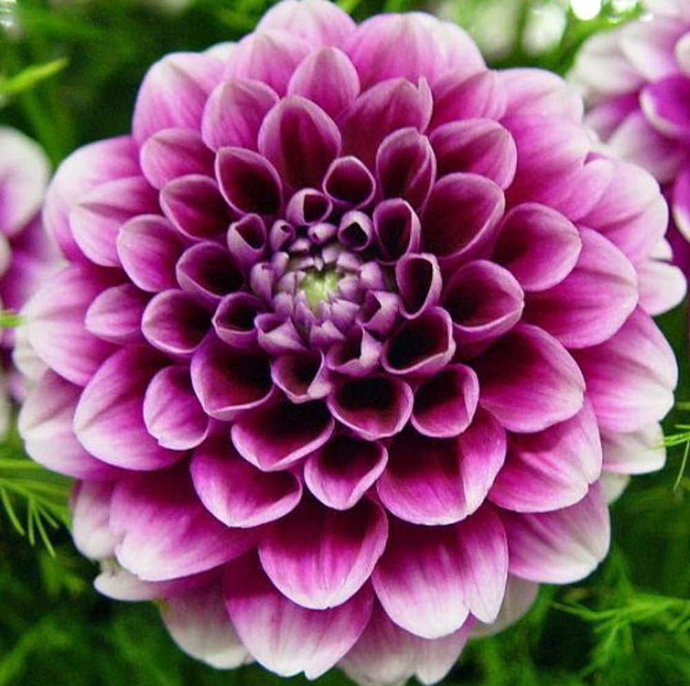 BMan Dahlia 1 Root Clump Semi Cactus Rose Purple Petals with White