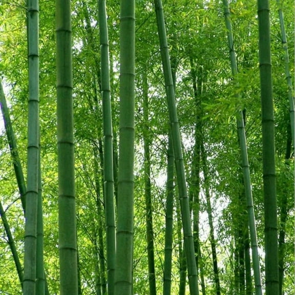 25 Giant Moso Bamboo Seeds