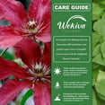 thumbnail image 3 of Clematis Ruutel - 3 Live Starter Plants in 2 Inch Growers Pots - Starter Plants Ready for The Garden - Beautiful Maroon Flowering Vine, 3 of 7