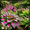 C, variant on Delicate Hosta—Stunning clump-Forming—Brings soft texture to shaded gardens——Year-Round ornamental appeal