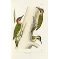 thumbnail image 2 of Alfred Malherbe 11x14 Black Ornate Wood Framed Double Matted Museum Art Print Titled: Monograph of Picidae Pl21 (1861-1862), 2 of 5