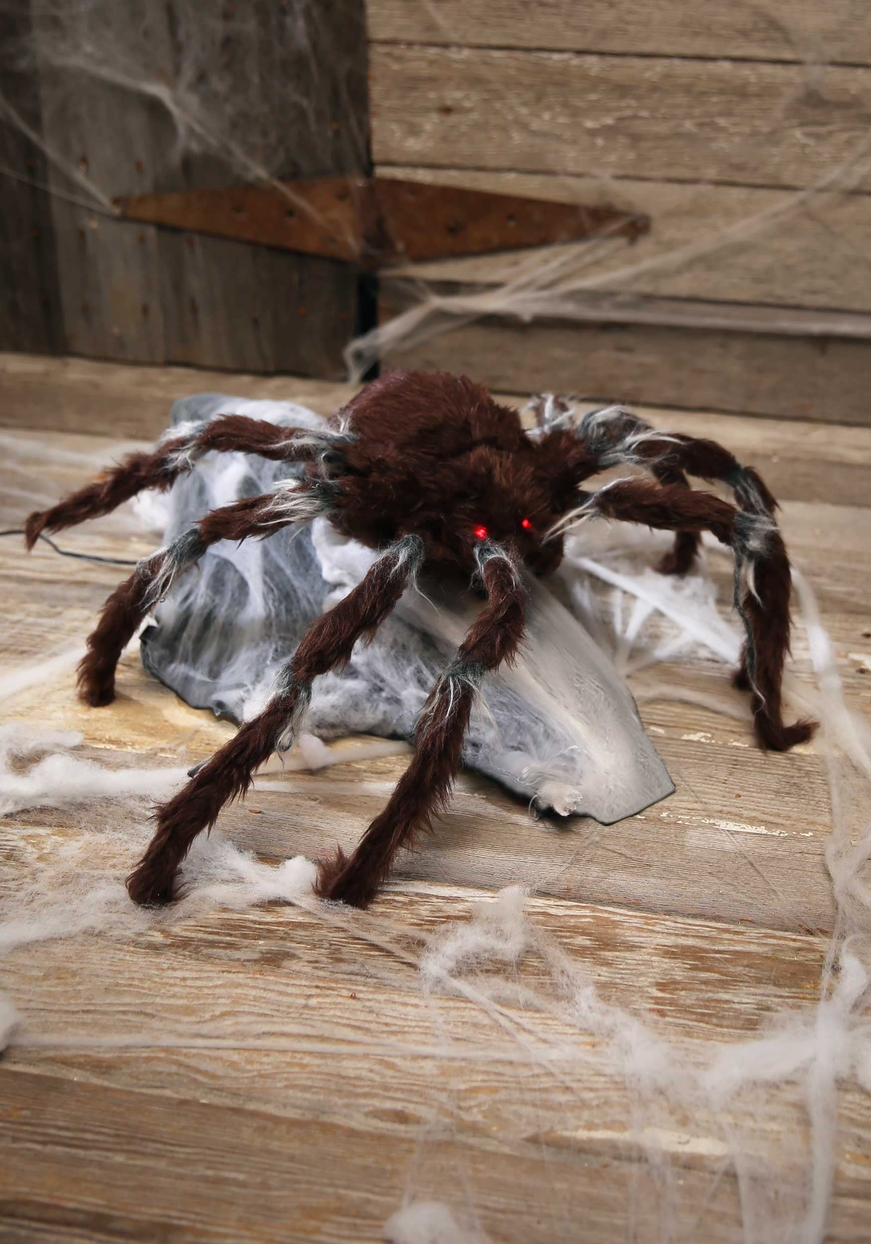 Jumping Spider Brown
