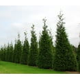 thumbnail image 2 of Thuja Green Giant Arborvitae - 40 Live Trees 2" Pot Size - Evergreen Privacy Plants, 2 of 9