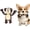 Brown, variant on Brown Monkey Squeaky Dog Toy – 9.8-Inch Plush Pet Toy with Pullable Rope Arms, Crinkle Paper, Soft Cotton Chew and Tug Toy for Small and Medium Dogs