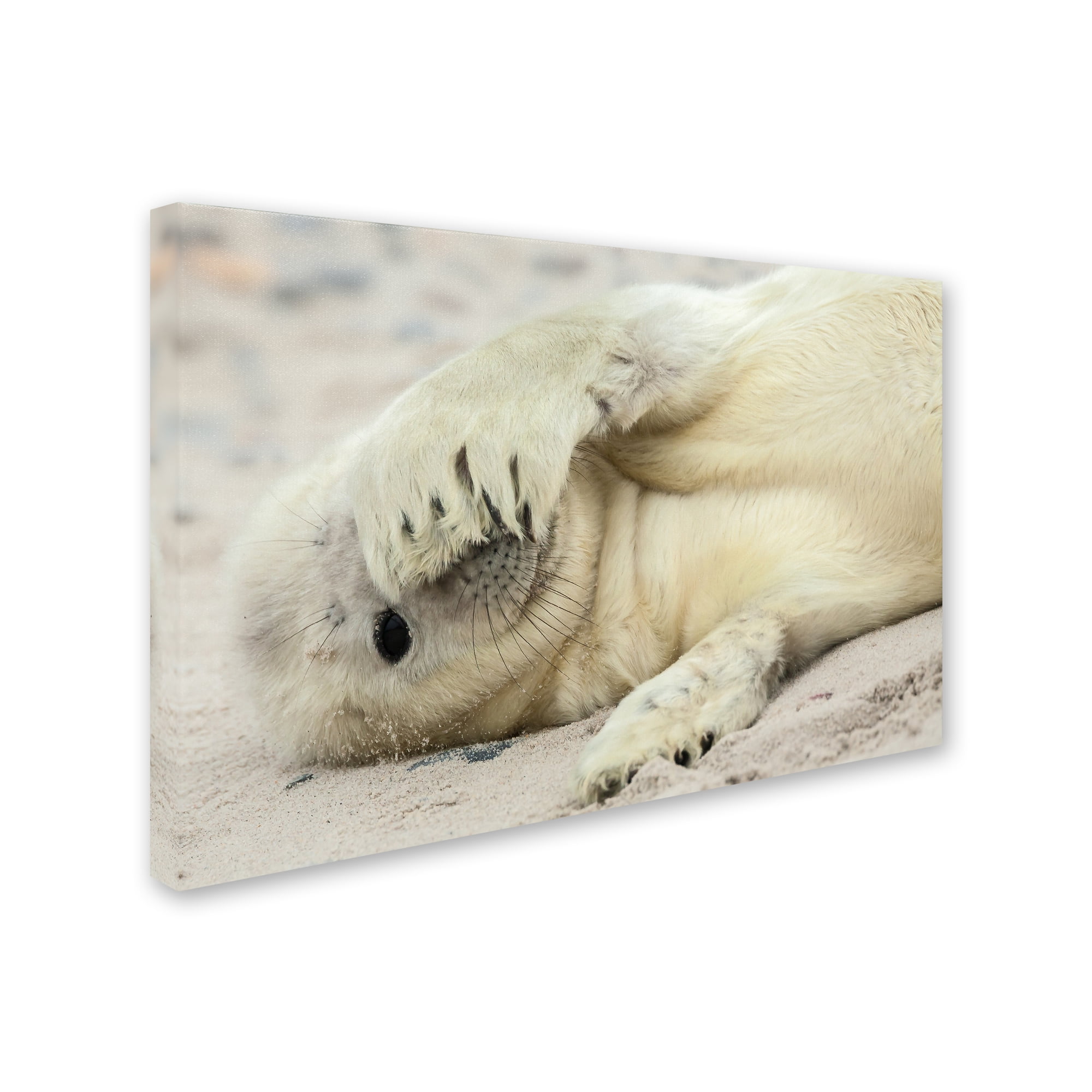 Trademark Fine Art 'Peekaboo' Canvas Art by Hillebrand Breuker
