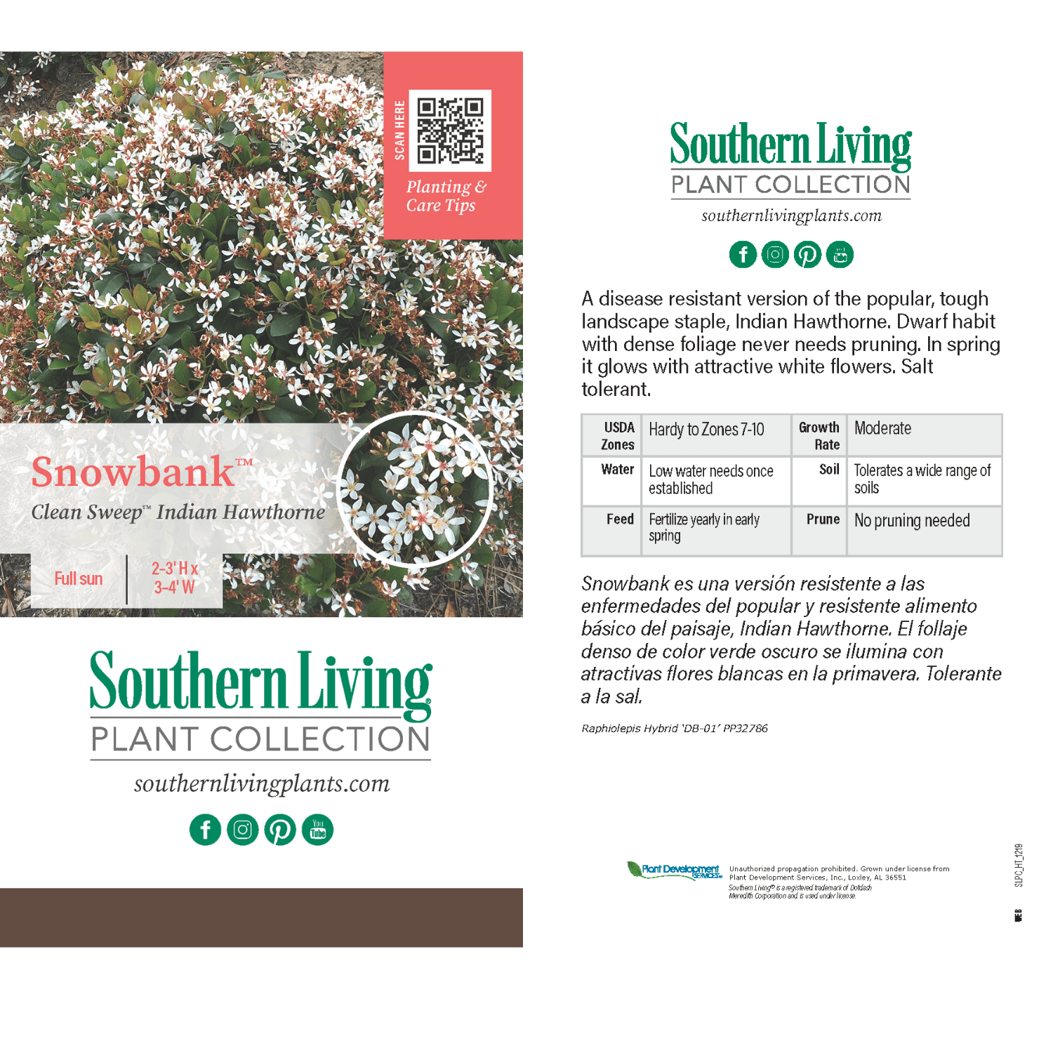 Southern Living Clean Sweep Snowbank Indian Hawthorne Live Shrub in 2-Gallon Grower Pot