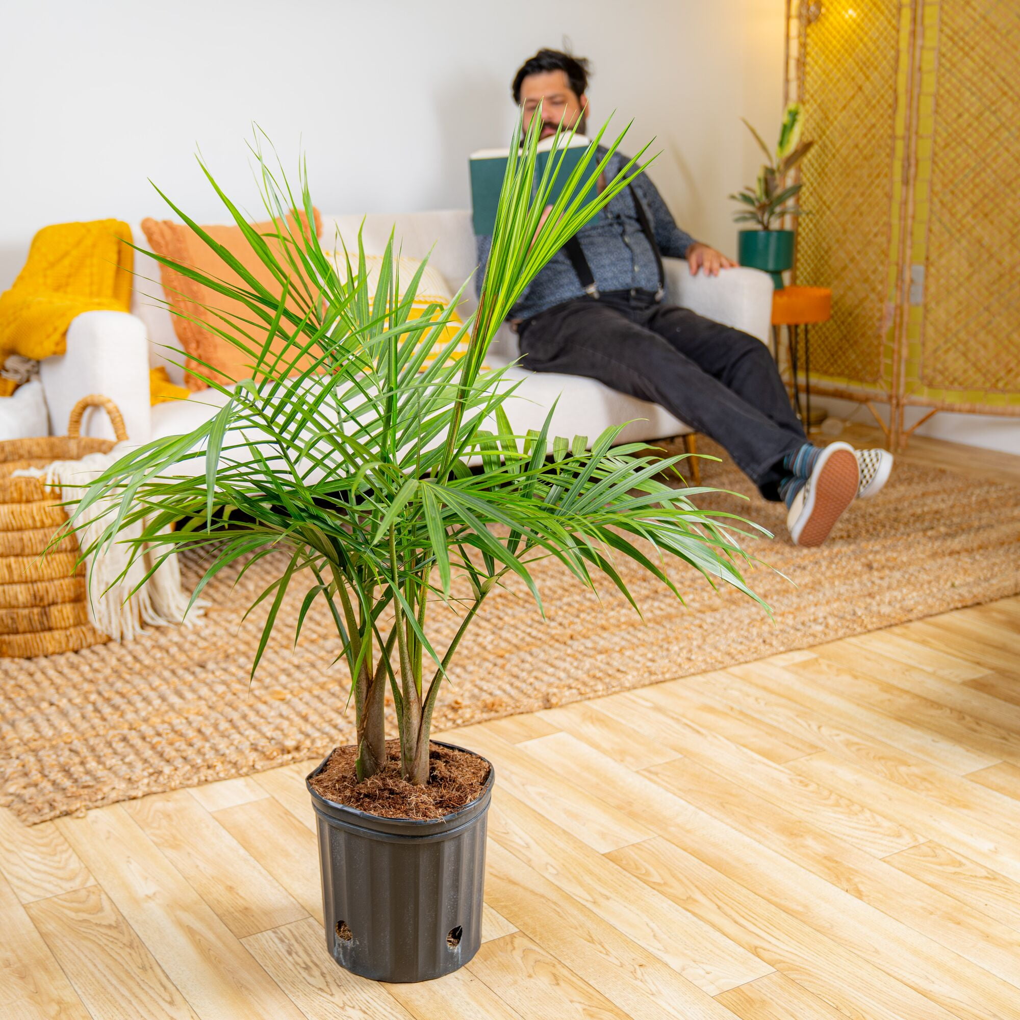 where to buy a pothos Buy Golden Pothos Plant Online in the USA 4-in / Nursery Planter
