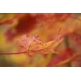 thumbnail image 2 of Rotenberg, Nancy 18x13 Gold Ornate Wood Framed with Double Matting Museum Art Print Titled - USA, Northeast, Red Maple Leaf in Fall, 2 of 4