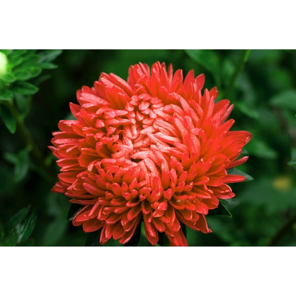 30 Double SCARLET PAEONY ASTER Red Peony Callistephus Flower Seeds