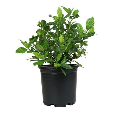 Altman Plants 1Gal Gardenia Jasminoides Live Plant with Grower Pot