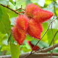 thumbnail image 5 of Naturejam Ground Annatto Seed Powder Bulk Bag 3 Pounds-The Most Powerful Source of Tocotrienols, 5 of 6