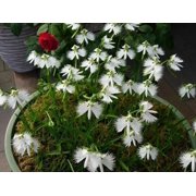 50 Japanese Radiata Seeds for Planting - White Egret Orchid - Fringed Orchid - Habenaria Radiata - Elegant, Rare Orchid Flower Plant