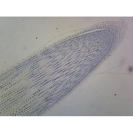 Lilium Mitosis; Lateral Section by Go Science Crazy