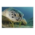 thumbnail image 2 of Sea Turtle Face (19x27 inches, Premium 500 Piece Jigsaw Puzzle for Adults and Family, Made in USA), 2 of 4